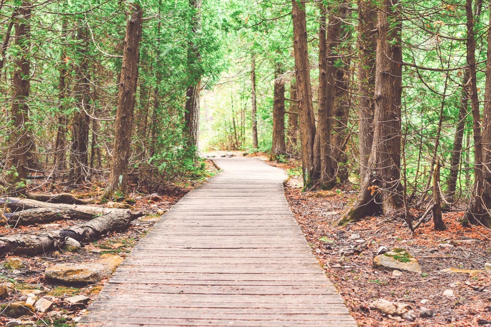 A walking path through wooded terrain