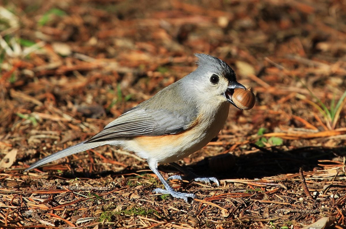 Bird with nut in his beak