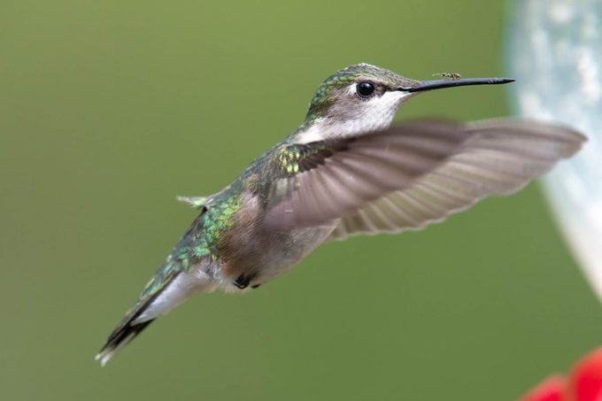 Ants on Hummingbird Feeders