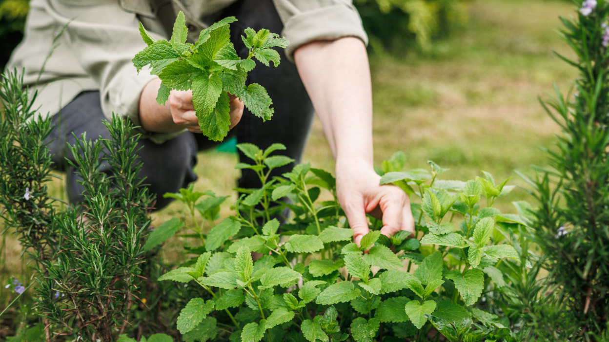 Fast Spreading Plants You Should Get Rid Of Now