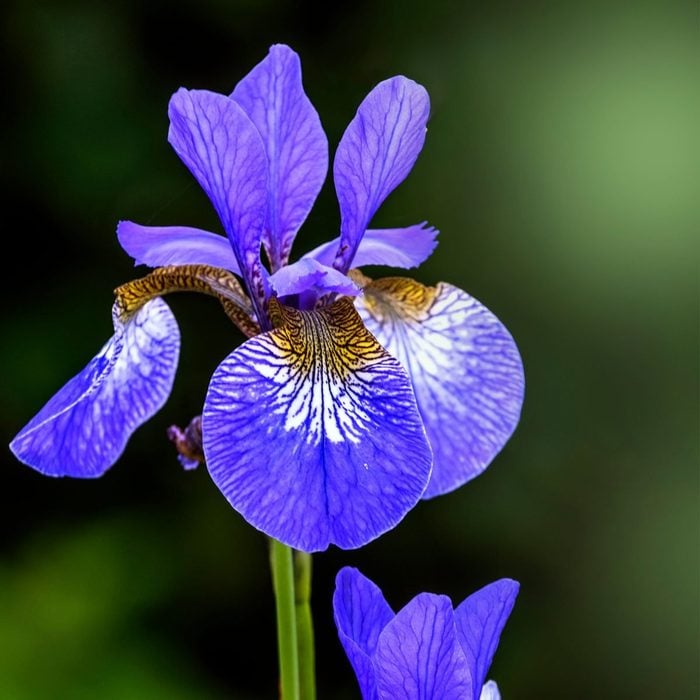 When To Cut Back Perennials