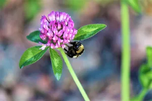 Cut Down on Mowing With a Clover Lawn