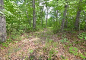 0 Farmwood, Waterbury, 06701, 0 , 0 ,0,Lots And Land For Sale,For Sale,Farmwood,0,170399553
