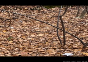 Hillside, East Hartford, 06108, 0 , 0 ,0,Lots And Land For Sale,For Sale,Hillside,0,24032946