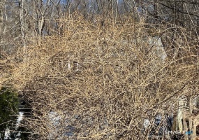 1 Parsons, Waterbury, 06708, 0 , 0 ,0,Lots And Land For Sale,For Sale,Parsons,0,24147525