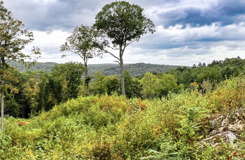101 Lower Church Hill, Washington, 06794, 0 , 0 ,0,Lots And Land For Sale,For Sale,Lower Church Hill,0,24169139